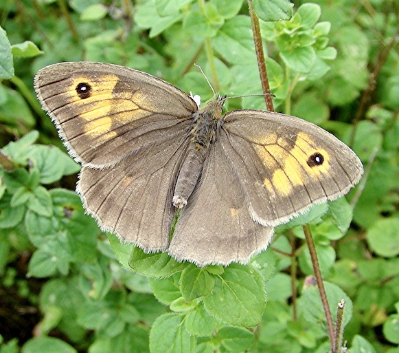 meadow brown